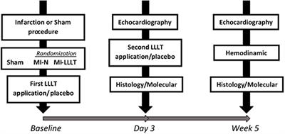 Low-Level Laser Application in the Early Myocardial Infarction Stage Has No Beneficial Role in Heart Failure